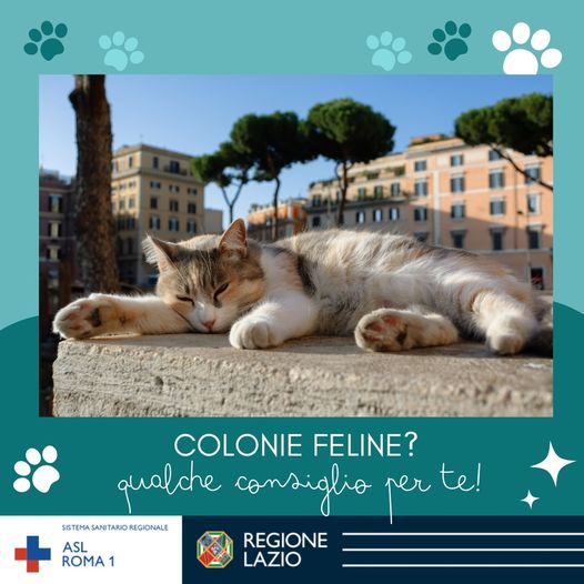 Colonie Feline: consigli utili per una gestione corretta
